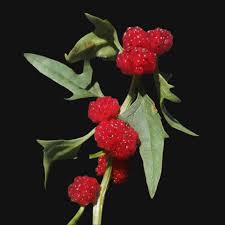 Attēlu rezultāti vaicājumam “Chenopodium foliosum fruit”