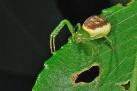 Attēlu rezultāti vaicājumam “Diaea dorsata”