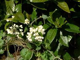 Attēlu rezultāti vaicājumam “Symphytum officinale flower”