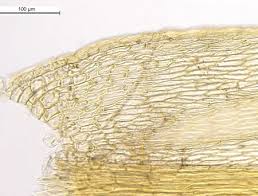 Attēlu rezultāti vaicājumam “Sciuro-hypnum curtum”