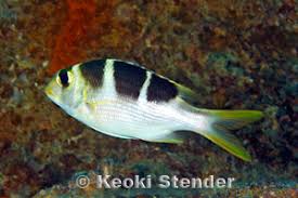 Image result for Monotaxis grandoculis