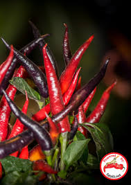 Afbeeldingsresultaat voor chili maya hot pepper hot pepper