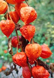 Image result for Physalis alkekengi