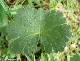 Attēlu rezultāti vaicājumam “Geranium pyrenaicum leaf”