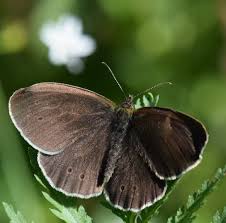 Attēlu rezultāti vaicājumam “Aphantopus hyperantus”