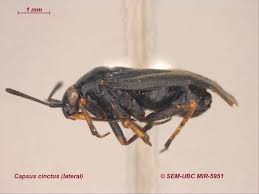 Attēlu rezultāti vaicājumam “Capsus ater”