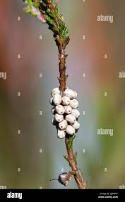 Attēlu rezultāti vaicājumam “Saturnia pavonia eggs”