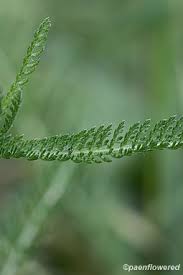 Attēlu rezultāti vaicājumam “Achillea millefolium leaf”
