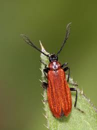 Attēlu rezultāti vaicājumam “Schizotus pectinicornis”