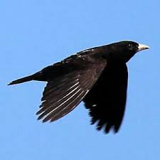 Image result for Melanocorypha yeltoniensis