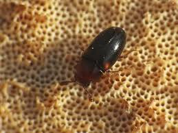 Attēlu rezultāti vaicājumam “Dacne bipustulata”