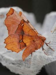 Attēlu rezultāti vaicājumam “Selenia dentaria larva”