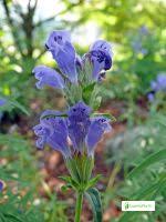 Attēlu rezultāti vaicājumam “Dracocephalum ruyschiana leaf”