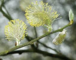 Attēlu rezultāti vaicājumam “Salix daphnoides subsp. acutifolia bud”