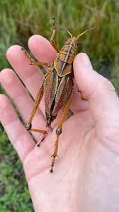 Attēlu rezultāti vaicājumam “Orthoptera”