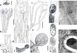 Attēlu rezultāti vaicājumam “Phleogena faginea sessile”