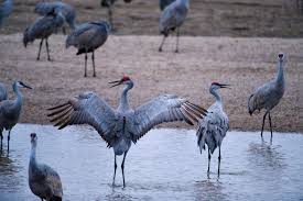 Image result for Grus canadensis