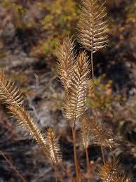 Attēlu rezultāti vaicājumam “Barbilophozia lycopodioides macro”