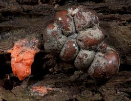 Attēlu rezultāti vaicājumam “Lycogala confusum spores”