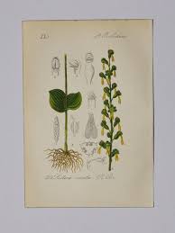 Attēlu rezultāti vaicājumam “Listera ovata leaf”