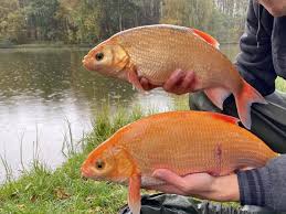 Attēlu rezultāti vaicājumam “Leuciscus idus”