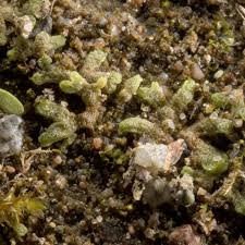 Attēlu rezultāti vaicājumam “Riccia canaliculata”