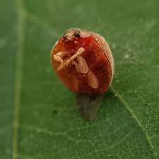 Attēlu rezultāti vaicājumam “Cribraria rubiginosa macro”