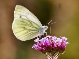 Attēlu rezultāti vaicājumam “Pieris napi”