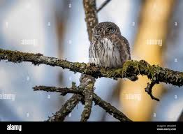 Attēlu rezultāti vaicājumam “Glaucidium passerinum adult”
