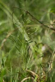 Attēlu rezultāti vaicājumam “Thesium ebracteatum leaf”