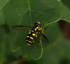 Attēlu rezultāti vaicājumam “Xanthogramma sp.”