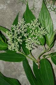 Attēlu rezultāti vaicājumam “Adoxaceae”