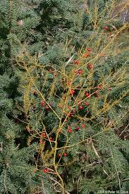 Attēlu rezultāti vaicājumam “Asparagus officinalis fruit”
