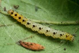 Attēlu rezultāti vaicājumam “Yponomeuta plumbella”