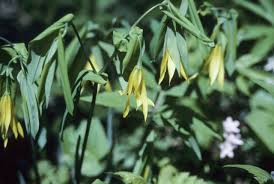 Attēlu rezultāti vaicājumam “Uvularia grandiflora”