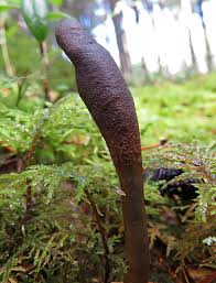 Attēlu rezultāti vaicājumam “Clavulinopsis cinerioides”