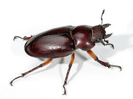 Attēlu rezultāti vaicājumam “Lucanidae”