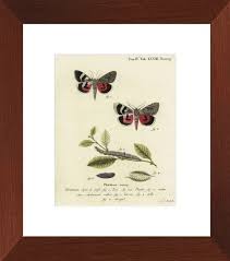 Attēlu rezultāti vaicājumam “Catocala pacta”