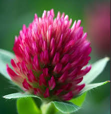 Image result for Trifolium incarnatum
