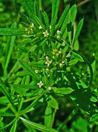 Attēlu rezultāti vaicājumam “Galium aparine”