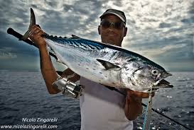 Image result for Euthynnus alletteratus