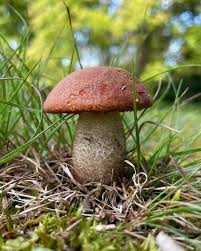 Attēlu rezultāti vaicājumam “Leccinum scabrum”