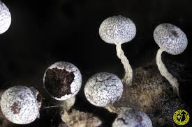 Attēlu rezultāti vaicājumam “Physarum leucophaeum macro”