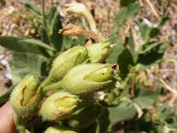 Attēlu rezultāti vaicājumam “Nicotiana tabacum fruit”