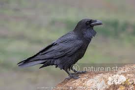 Attēlu rezultāti vaicājumam “Corvus corax adult”