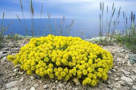 Attēlu rezultāti vaicājumam “Alyssum gmelinii”