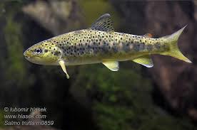 Image result for Salmo trutta