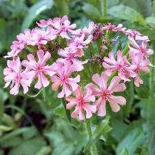 Attēlu rezultāti vaicājumam “Silene chalcedonica”