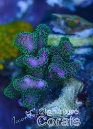 Attēlu rezultāti vaicājumam “Cordyceps stylophora”