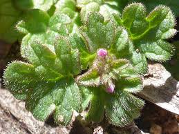 Attēlu rezultāti vaicājumam “Lamium amplexicaule leaf”